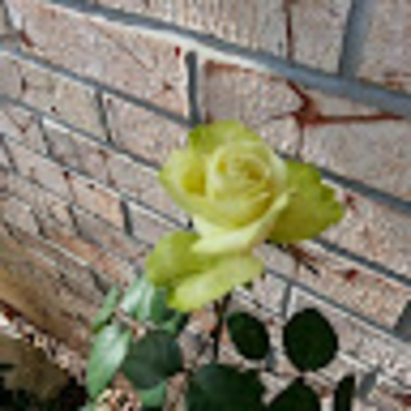 Meet your Posher, Cindy - Picture 1 of 1